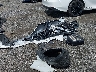 19XFL2H55RE****** Wrecked 2024 Honda Civic in Maryland State
