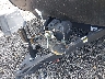 4X4TWDZ23P7****** Repairable 2023 Forest River Wildwood Towables in Culpeper