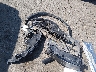 5N1AT3AB7MC****** Wrecked 2021 Nissan Rogue in New Mexico State