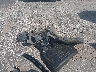 2C3CDXBG8LH****** Wrecked 2020 Dodge Charger in Texas State
