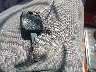 JTHBN30F030****** Salvage 2003 Lexus LS in Alabama State