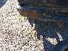 3GCUKSE24CG****** Used and Repairable 2012 Chevrolet Silverado 1500 in Akron Canton