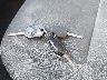 1FADP3F26FL****** Salvage 2015 Ford Focus in Iowa State
