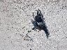 3KPF24AD9LE****** Destrozados 2020 Kia Forte en Estado de Texas