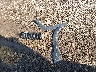 1C4PJMCS2GW****** Wrecked 2016 Jeep Cherokee in New York State