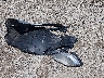 5NPDH4AE3CH****** Wrecked 2012 Hyundai Elantra in Ohio State