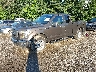 1FTEX1EP4GF****** Usados y Reparables 2016 Ford F-150 en Akron Canton