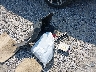 WBA3B1C53EK****** Destrozados 2014 BMW 3 Series en Estado de Florida