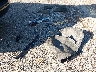 1GNSKHKC7GR****** Wrecked 2016 Chevrolet Suburban in Ohio State