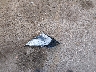 19XFC2F88KE****** Wrecked 2019 Honda Civic in Louisiana State