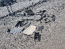 3GCUDFED9RG****** Reparables 2024 Chevrolet Silverado 1500