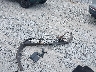5NPEG4JA9MH****** Destrozados 2021 Hyundai Sonata en Estado de Florida