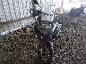 WB10A1200GZ****** Usados y Reparables 2016 BMW R 1200 GS en Estado de Tennessee