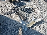 1FAHP2E85HG****** Reparables 2017 Ford Taurus