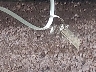 4S4BRBCC1B3****** Salvage 2011 Subaru Outback in New York State