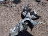 5XYK33DF3SG****** Salvage 2025 Kia Sportage in Arizona State