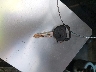 3GCEK14X17G****** Salvage 2007 Chevrolet Silverado 1500 in Ohio State