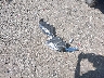 1FADP3F23GL****** Wrecked 2016 Ford Focus in Virginia State