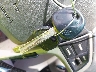 KMHCU5AE9EU****** Salvage 2014 Hyundai Accent in Ohio State