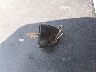 5Y4AH30Y0EA****** Salvage 2014 Yamaha Grizzly 350 in Ohio State