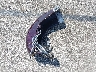 1HD1FCW175Y****** Wrecked 2005 Harley-Davidson FLHTCUI in Indiana State