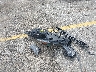 5NPD84LF3JH****** Wrecked 2018 Hyundai Elantra in Florida State