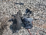 1C4SDHCT4RC****** Wrecked 2024 Dodge Durango in Georgia State