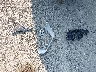 JN8AT2MT4HW****** Destrozados 2017 Nissan Rogue en Estado de Ohio