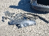 5YJ3E1EA5PF****** Wrecked 2023 Tesla Model 3 in California State