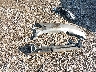 1G2WR5218YF****** Salvage 2000 Pontiac Grand Prix in Ohio State