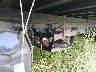 JALB4W174E7****** Reparables 2014 Isuzu Npr Dsl Reg At Eco-max en Estado de Florida