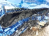 3KPFK4A71JE****** Usados y Reparables 2018 Kia Forte en Estado de Massachusetts