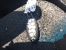 1N4AL3AP7FC****** Salvage 2015 Nissan Altima in Maryland State