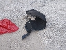 3GNCJKSB9HL****** Wrecked 2017 Chevrolet Trax in Illinois State