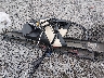 5UXKR2C53H0****** Destrozados 2017 BMW X5 en Estado de Carolina del Sur