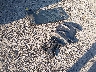 3NSN4E996PH****** Wrecked 2023 Polaris RZR in Arkansas State