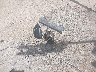 2CNDL63F656****** Wrecked 2005 Chevrolet Equinox in Mississippi State