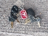 4UZACGFC2KC****** Salvage 2019 Allegro Chassis in Texas State