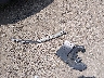 KMHTC6AD2FU****** Destrozados 2015 Hyundai Veloster en Estado de Ohio