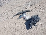 3FA6P0H96GR****** Destrozados 2016 Ford Fusion en Estado de Nueva Jersey