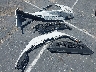 2HGFE1F91RH****** Salvage 2024 Honda Civic in California State