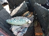 JM1BK12F461****** Wrecked 2006 Mazda 3 in Dallas-Fort Worth