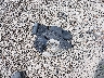 KNDJT2A59D7****** Wrecked 2013 Kia Soul in Ohio State