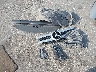 WDCGG5HB9FG****** Wrecked 2015 Mercedes-Benz GLK-Class in Florida State