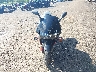 JH2SC3305WM****** Destrozados 1998 Honda CBR900RR en Estado de Ohio