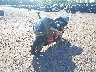 JH2SC3305WM****** Usados y Reparables 1998 Honda CBR900RR en Rec Rides Online Exclusive