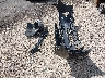 5NPD74LFXLH****** Wrecked 2020 Hyundai Elantra in Mississippi State