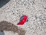 5FNRL5H24FB****** Destrozados 2015 Honda Odyssey en Estado de Texas