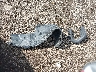 1HGCM56445A****** Wrecked 2005 Honda Accord in Ohio State