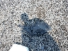 1G1PE5SB1E7****** Wrecked 2014 Chevrolet Cruze in Virginia State